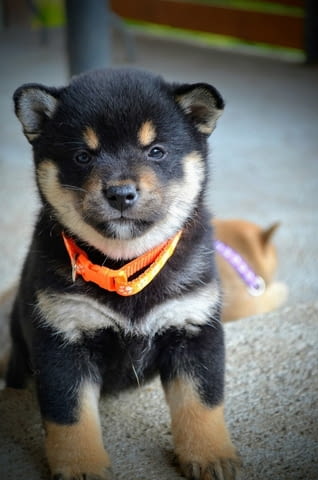 Шиба Ину Кученца Shiba Inu, Vaccinated - Yes, Dewormed - Yes - city of Izvun Bulgaria | Dogs - снимка 7