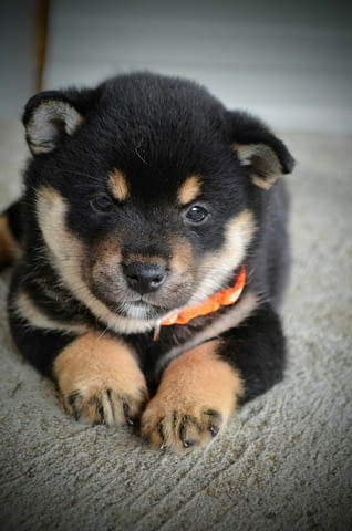 Шиба Ину Кученца Shiba Inu, Vaccinated - Yes, Dewormed - Yes - city of Izvun Bulgaria | Dogs - снимка 8