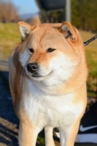 Шиба Ину Кученца Shiba Inu, Vaccinated - Yes, Dewormed - Yes - city of Izvun Bulgaria | Dogs - снимка 9