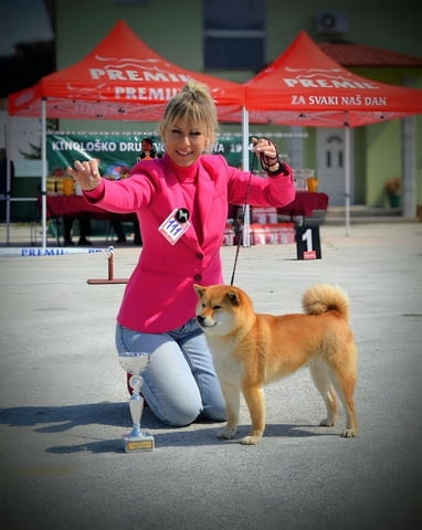 Шиба Ину Кученца Shiba Inu, Vaccinated - Yes, Dewormed - Yes - city of Izvun Bulgaria | Dogs - снимка 10