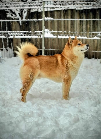 Шиба Ину Кученца Shiba Inu, Vaccinated - Yes, Dewormed - Yes - city of Izvun Bulgaria | Dogs - снимка 11