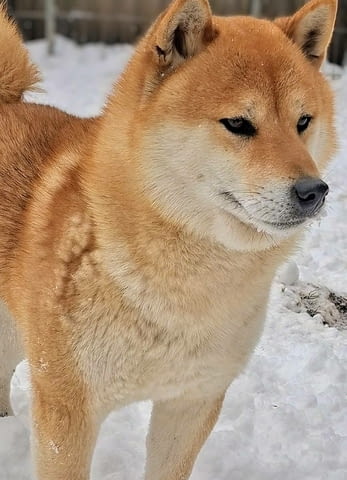 Шиба Ину Кученца Shiba Inu, Vaccinated - Yes, Dewormed - Yes - city of Izvun Bulgaria | Dogs - снимка 12