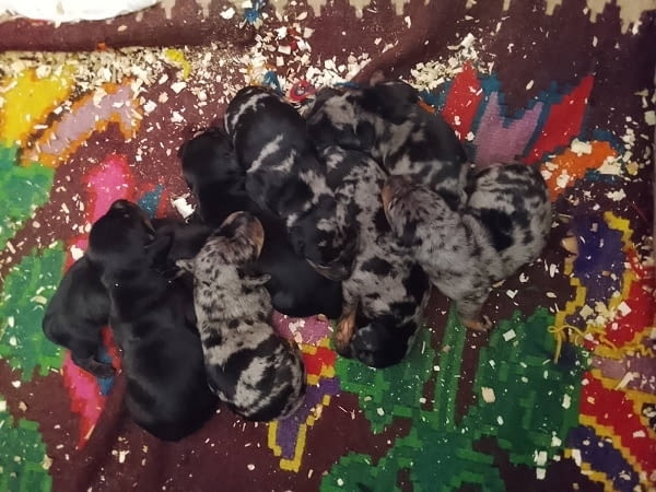 Кученца от породата ДАКЕЛ Soft Dachshund, 1 Month - city of Izvun Bulgaria | Dogs - снимка 2
