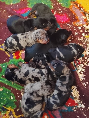 Кученца от породата ДАКЕЛ Soft Dachshund, 1 Month - city of Izvun Bulgaria | Dogs - снимка 3