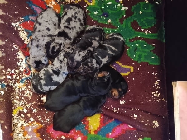 Кученца от породата ДАКЕЛ Soft Dachshund, 1 Month - city of Izvun Bulgaria | Dogs - снимка 4
