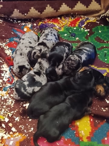 Кученца от породата ДАКЕЛ Soft Dachshund, 1 Month - city of Izvun Bulgaria | Dogs - снимка 5