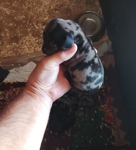 Кученца от породата ДАКЕЛ Soft Dachshund, 1 Month - city of Izvun Bulgaria | Dogs - снимка 6