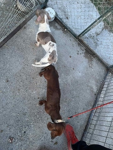 Кученца от породата ДАКЕЛ Soft Dachshund, 1 Month - city of Izvun Bulgaria | Dogs - снимка 7