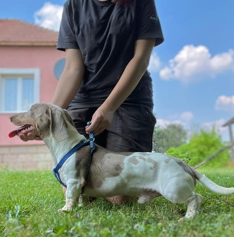 Кученца от породата ДАКЕЛ Soft Dachshund, 1 Month - city of Izvun Bulgaria | Dogs - снимка 8