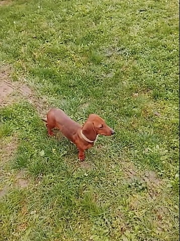 Кученца от породата ДАКЕЛ Soft Dachshund, 1 Month - city of Izvun Bulgaria | Dogs - снимка 9