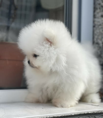 Чудесни Мини Померани с къси муцунки Pomeranian, 2 Months, Vaccinated - Yes - city of Sofia | Dogs - снимка 3