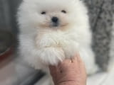 Чудесни Мини Померани с къси муцунки