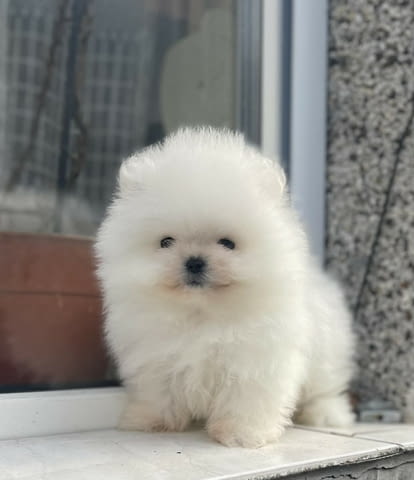 Уникални Мини Померани Pomeranian, 2 Months, Vaccinated - Yes - city of Sofia | Dogs - снимка 2