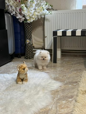 Уникални Мини Померани Pomeranian, 2 Months, Vaccinated - Yes - city of Sofia | Dogs - снимка 4
