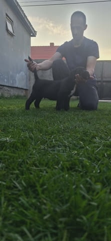 Кане Корсо Кученца Kanekorso, Vaccinated - Yes, Dewormed - Yes - city of Izvun Bulgaria | Dogs - снимка 2