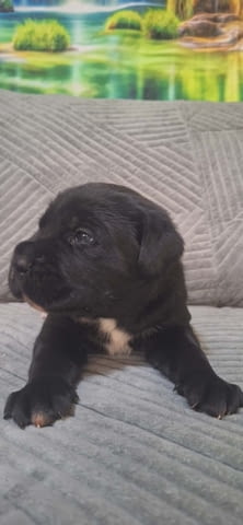Кане Корсо Кученца Kanekorso, Vaccinated - Yes, Dewormed - Yes - city of Izvun Bulgaria | Dogs - снимка 3