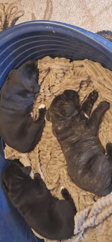 Кане Корсо Кученца Kanekorso, Vaccinated - Yes, Dewormed - Yes - city of Izvun Bulgaria | Dogs - снимка 4