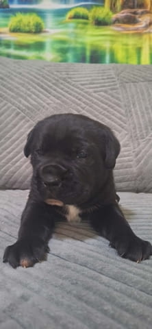 Кане Корсо Кученца Kanekorso, Vaccinated - Yes, Dewormed - Yes - city of Izvun Bulgaria | Dogs - снимка 5