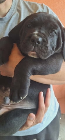 Кане Корсо Кученца Kanekorso, Vaccinated - Yes, Dewormed - Yes - city of Izvun Bulgaria | Dogs - снимка 8