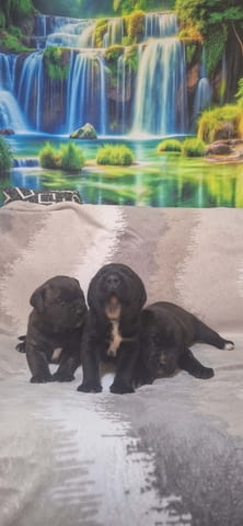 Кане Корсо Кученца Kanekorso, Vaccinated - Yes, Dewormed - Yes - city of Izvun Bulgaria | Dogs - снимка 11