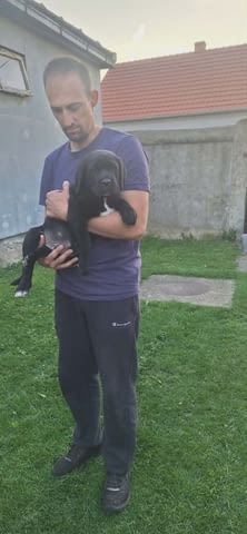 Кане Корсо Кученца Kanekorso, Vaccinated - Yes, Dewormed - Yes - city of Izvun Bulgaria | Dogs - снимка 12