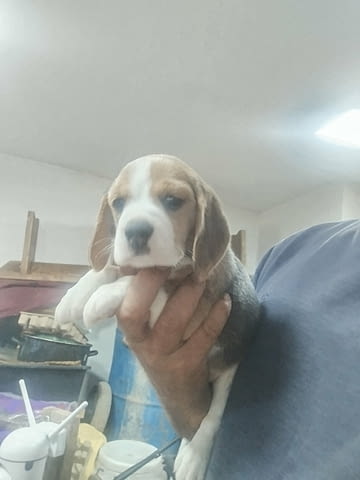 Бигъл – прекрасни кученца Beagle, Vaccinated - Yes, Dewormed - Yes - city of Izvun Bulgaria | Dogs - снимка 1