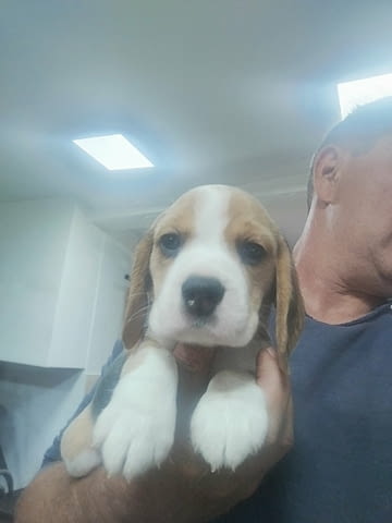 Бигъл – прекрасни кученца Beagle, Vaccinated - Yes, Dewormed - Yes - city of Izvun Bulgaria | Dogs - снимка 2
