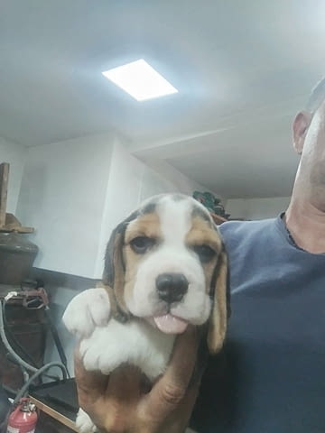 Бигъл – прекрасни кученца Beagle, Vaccinated - Yes, Dewormed - Yes - city of Izvun Bulgaria | Dogs - снимка 3