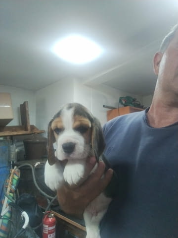 Бигъл – прекрасни кученца Beagle, Vaccinated - Yes, Dewormed - Yes - city of Izvun Bulgaria | Dogs - снимка 4