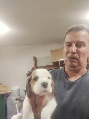 Бигъл – прекрасни кученца Beagle, Vaccinated - Yes, Dewormed - Yes - city of Izvun Bulgaria | Dogs - снимка 5