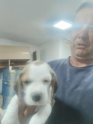 Бигъл – прекрасни кученца Beagle, Vaccinated - Yes, Dewormed - Yes - city of Izvun Bulgaria | Dogs - снимка 6