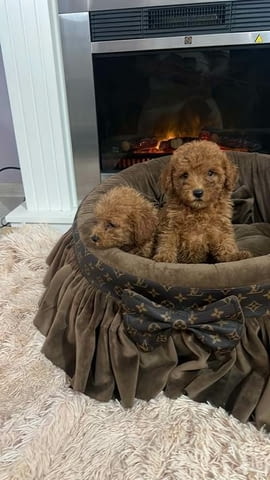 Малки играчки пудели, красиви Mini Poodle, 3 Months, Vaccinated - Yes - city of Izvun Bulgaria | Dogs - снимка 1