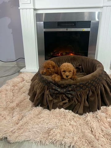 Малки играчки пудели, красиви Mini Poodle, 3 Months, Vaccinated - Yes - city of Izvun Bulgaria | Dogs - снимка 2