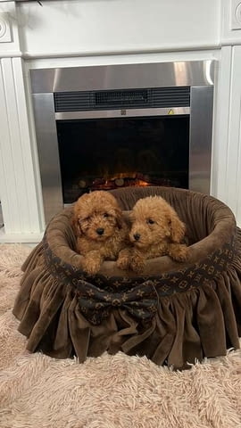 Малки играчки пудели, красиви Mini Poodle, 3 Months, Vaccinated - Yes - city of Izvun Bulgaria | Dogs - снимка 3