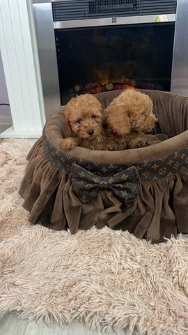 Малки играчки пудели, красиви Mini Poodle, 3 Months, Vaccinated - Yes - city of Izvun Bulgaria | Dogs - снимка 4