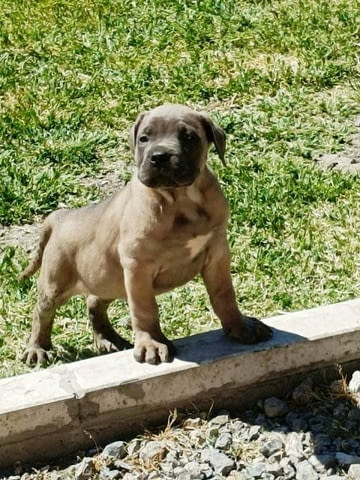 ТОП кученца Кане Корсо Kanekorso, Vaccinated - Yes - city of Sofia | Dogs - снимка 1