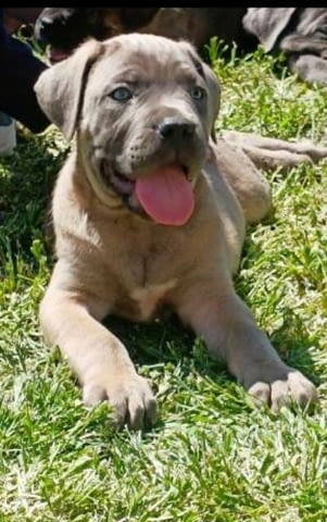 ТОП кученца Кане Корсо Kanekorso, Vaccinated - Yes - city of Sofia | Dogs - снимка 3