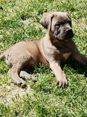 ТОП кученца Кане Корсо Kanekorso, Vaccinated - Yes - city of Sofia | Dogs - снимка 4