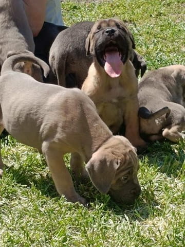 ТОП кученца Кане Корсо Kanekorso, Vaccinated - Yes - city of Sofia | Dogs - снимка 7