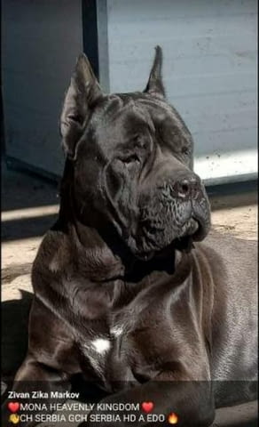 ТОП кученца Кане Корсо Kanekorso, Vaccinated - Yes - city of Sofia | Dogs - снимка 10