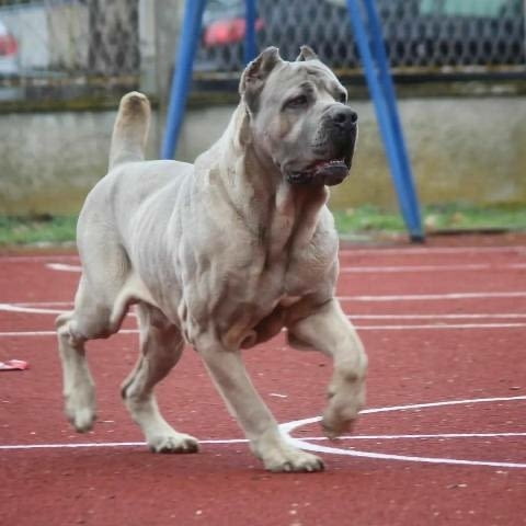 ТОП кученца Кане Корсо Kanekorso, Vaccinated - Yes - city of Sofia | Dogs - снимка 11