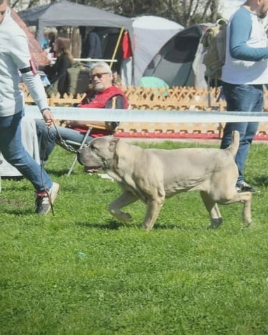 ТОП кученца Кане Корсо Kanekorso, Vaccinated - Yes - city of Sofia | Dogs - снимка 12