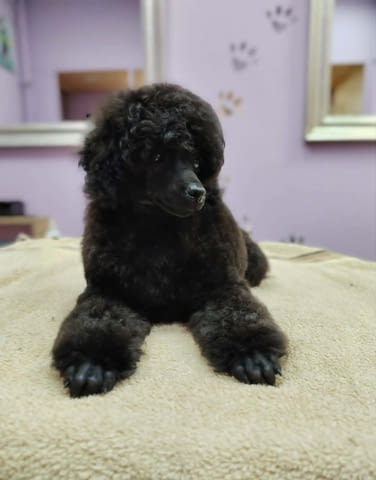 Мини пудел – кученца Toy Poodle - city of Izvun Bulgaria | Dogs - снимка 1