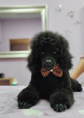 Мини пудел – кученца Toy Poodle - city of Izvun Bulgaria | Dogs - снимка 2