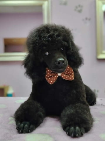 Мини пудел – кученца Toy Poodle - city of Izvun Bulgaria | Dogs - снимка 3