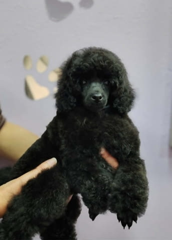 Мини пудел – кученца Toy Poodle - city of Izvun Bulgaria | Dogs - снимка 4