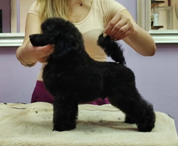 Мини пудел – кученца Toy Poodle - city of Izvun Bulgaria | Dogs - снимка 5