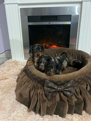 Дългокосмести джудже дакели, мерл Longhair Dachshund, 3 Months, Vaccinated - Yes - city of Izvun Bulgaria | Dogs - снимка 1