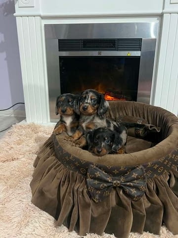 Дългокосмести джудже дакели, мерл Longhair Dachshund, 3 Months, Vaccinated - Yes - city of Izvun Bulgaria | Dogs - снимка 3