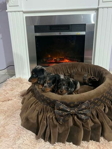 Дългокосмести джудже дакели, мерл Longhair Dachshund, 3 Months, Vaccinated - Yes - city of Izvun Bulgaria | Dogs - снимка 4